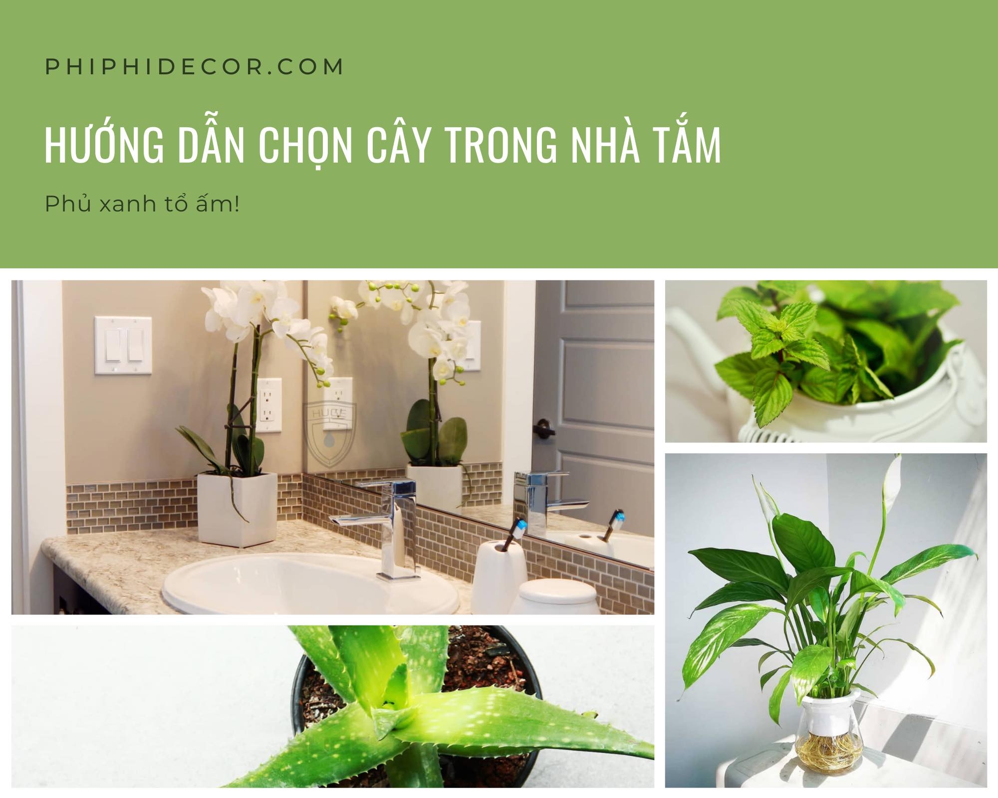 CÂY NÊN TRỒNG TRONG NHÀ VỆ SINH